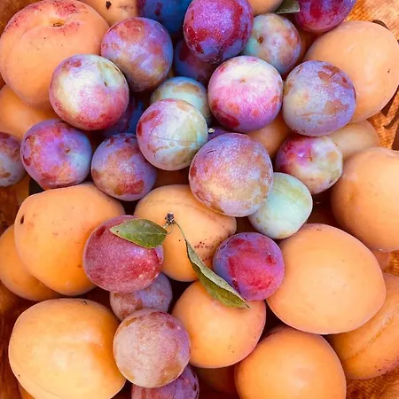 Tenuta Angelini *