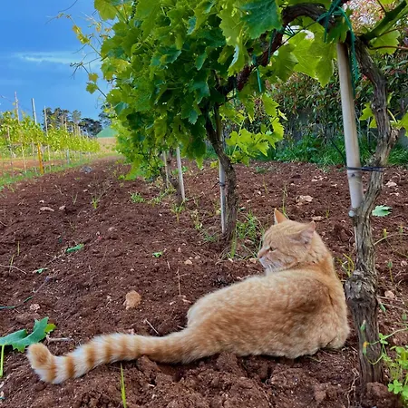 Tenuta Angelini *
